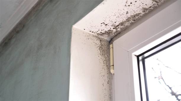Mold Remediation for Vacation Homes in North Auburn, CA