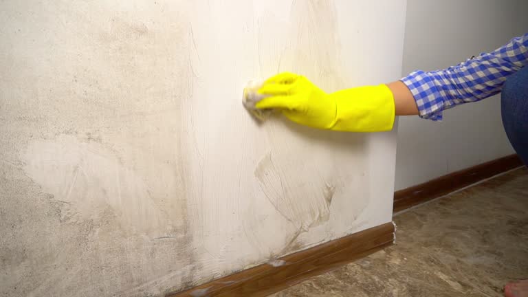 Best Mold Remediation for Healthcare Facilities  in North Auburn, CA