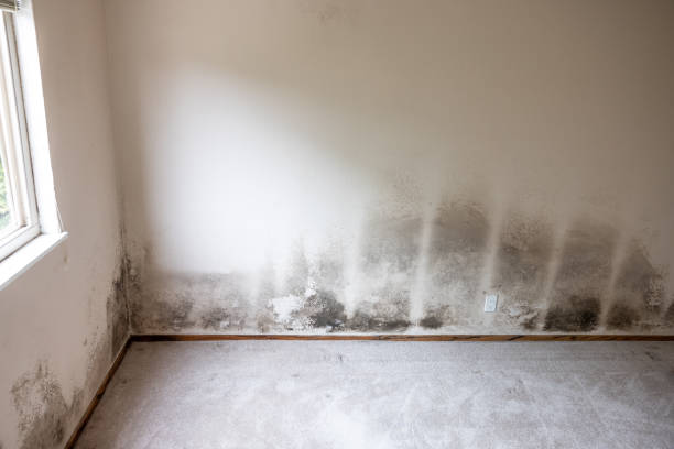 Best Water Damage & Mold Remediation  in North Auburn, CA