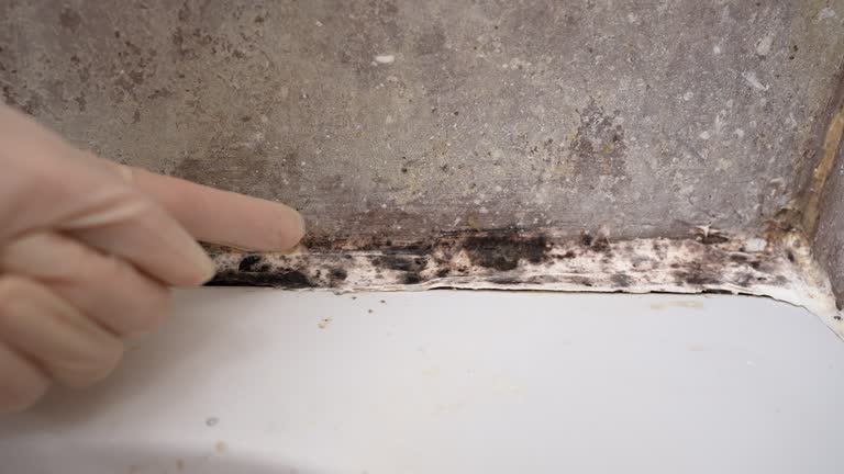 Best Real Estate Mold Inspection  in North Auburn, CA