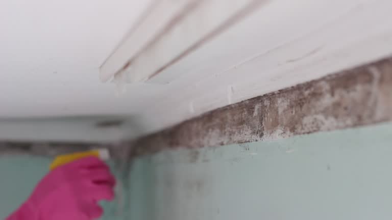 Best Mold Odor Removal Services  in North Auburn, CA